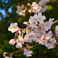 Close up of cherrry blossoms.